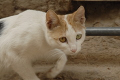 yemen old-sana'a cat