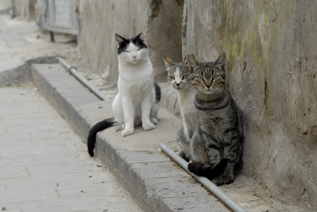 yemen old-sana'a cats　みなさんお揃いで