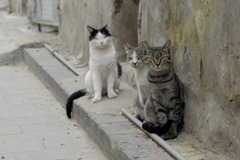 yemen old-sana'a cats　みなさんお揃いで