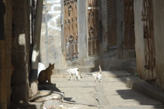 Yemen Old Sana'a　cat