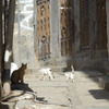 Yemen Old Sana'a　cat