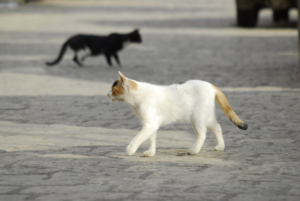 Yemen Old Sana'a Cats