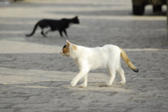Yemen Old Sana'a Cats