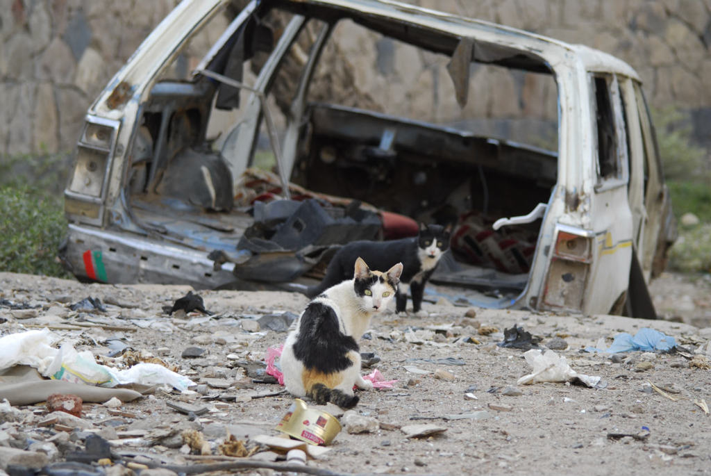 Yemen Old Sana'a Cats