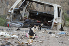 Yemen Old Sana'a Cats