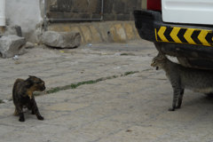 Yemen Old Sana'a　Cats