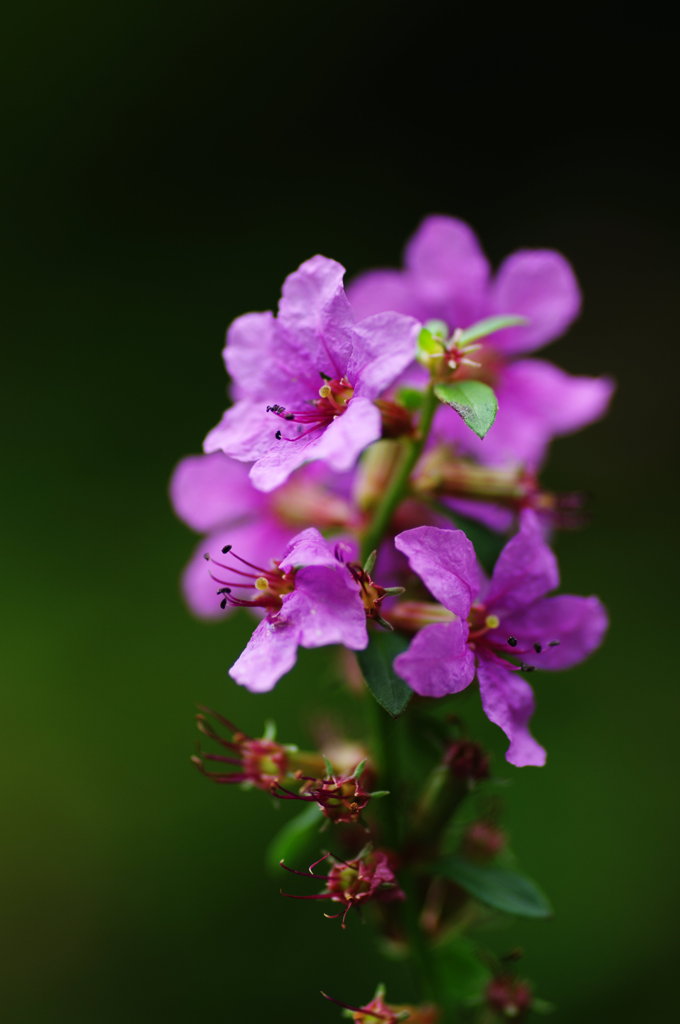 in 仙台市野草園