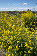 被災地に咲き乱れる菜の花