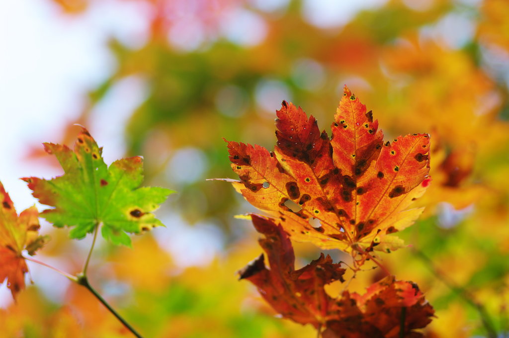 今シーズン初紅葉　in くりこま高原