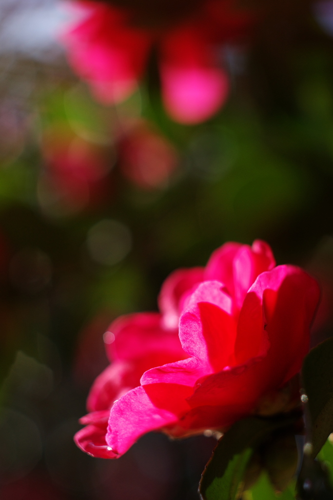 今年最後もまた山茶花