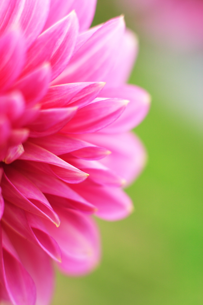 いろんなレンズで秋に咲く花　MC ROKKOR 50mmF1.4