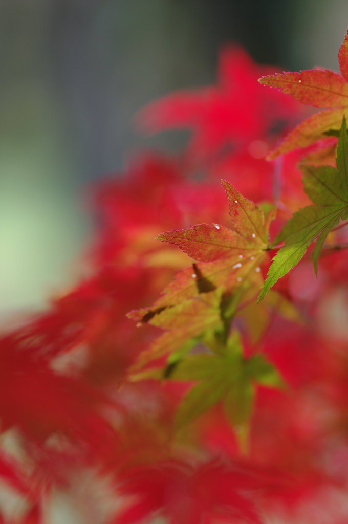 紅葉　in高森山公園