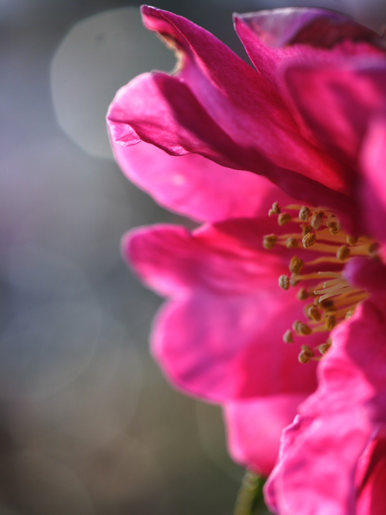 梅みたいだけどやっぱり山茶花