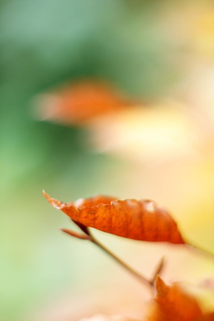 今シーズン初紅葉　in くりこま高原