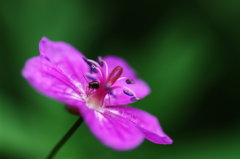 in 仙台市野草園