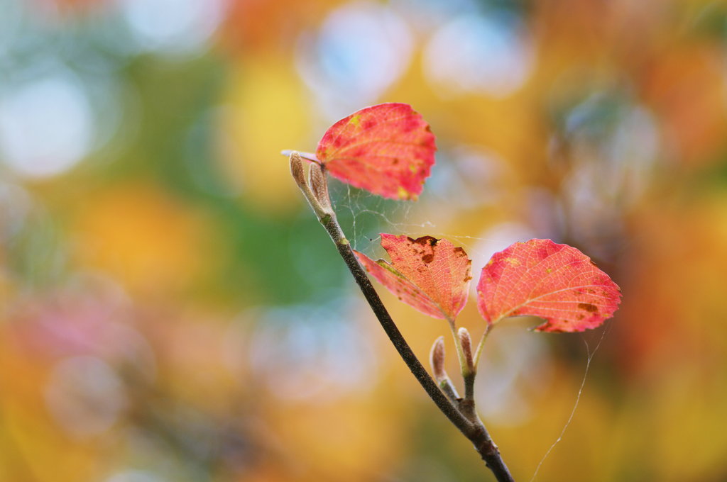 今シーズン初紅葉　in くりこま高原