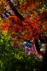 ほのかに紅葉　in 高森山