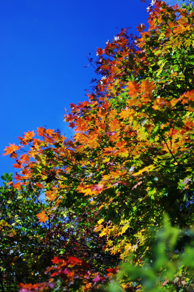 紅葉　～宮城蔵王にて