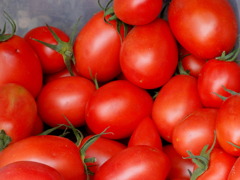 tomatos