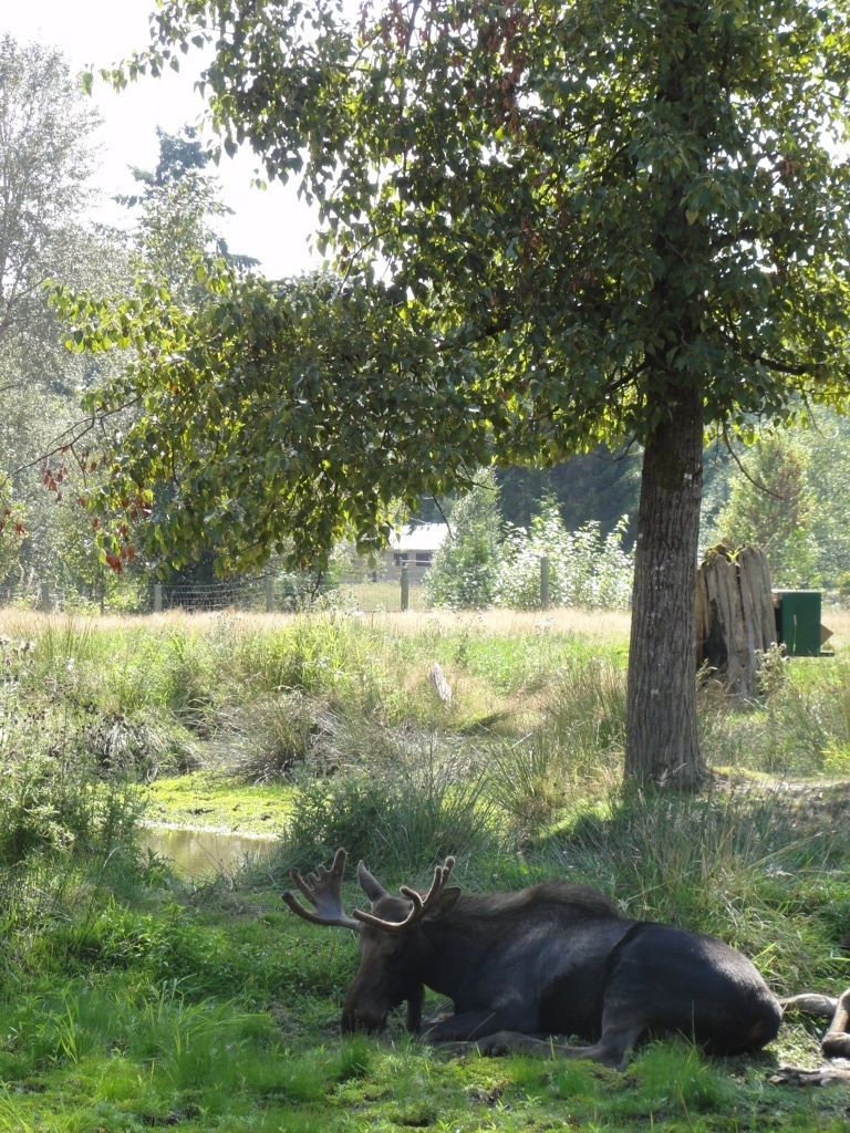 Greater Vancouver Zoo #3