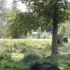 Greater Vancouver Zoo #3