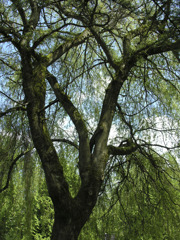 tree#4
