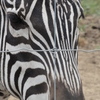 Greater Vancouver Zoo #10
