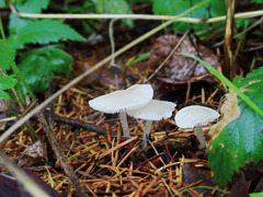 DSC08263