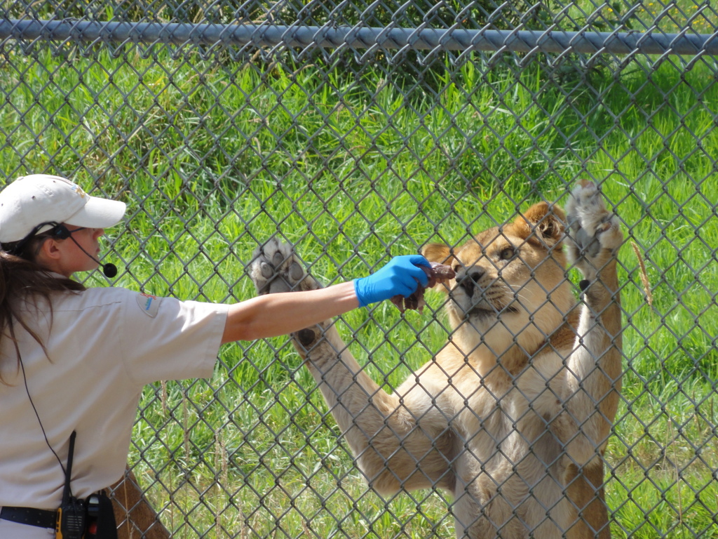 Greater Vancouver Zoo #2
