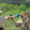 Greater Vancouver Zoo #2