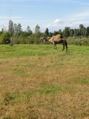 Greater Vancouver Zoo #4