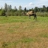 Greater Vancouver Zoo #4