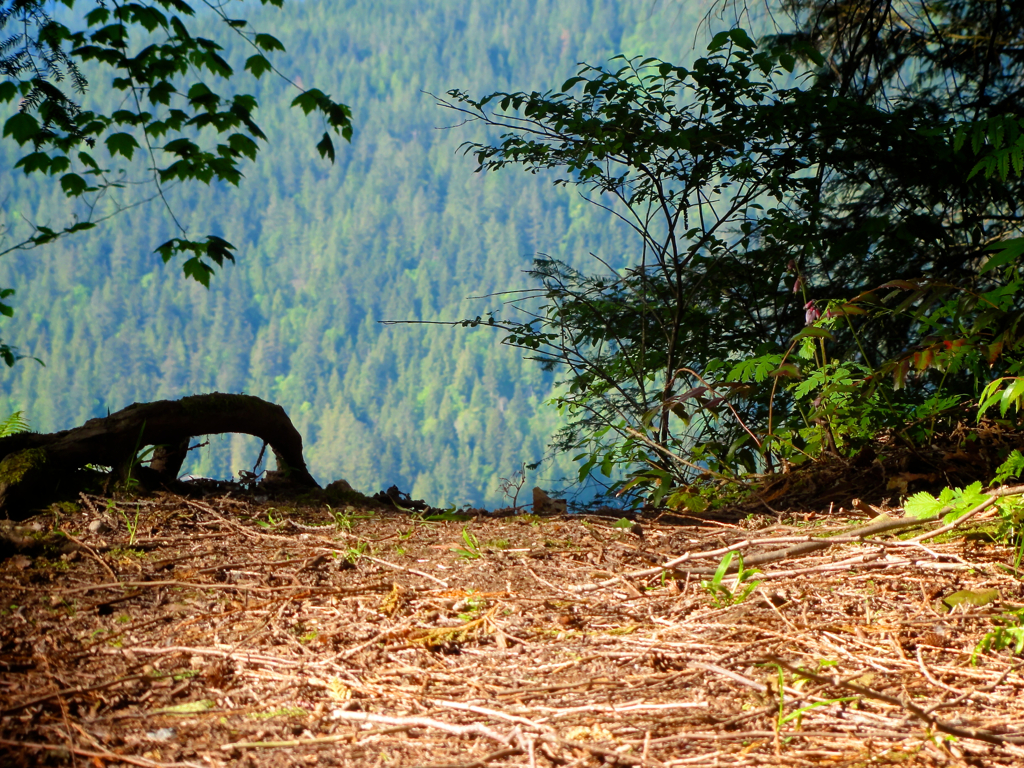 Burnaby Mountain#7