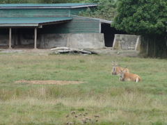 Greater Vancouver Zoo #8