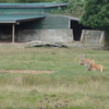 Greater Vancouver Zoo #8