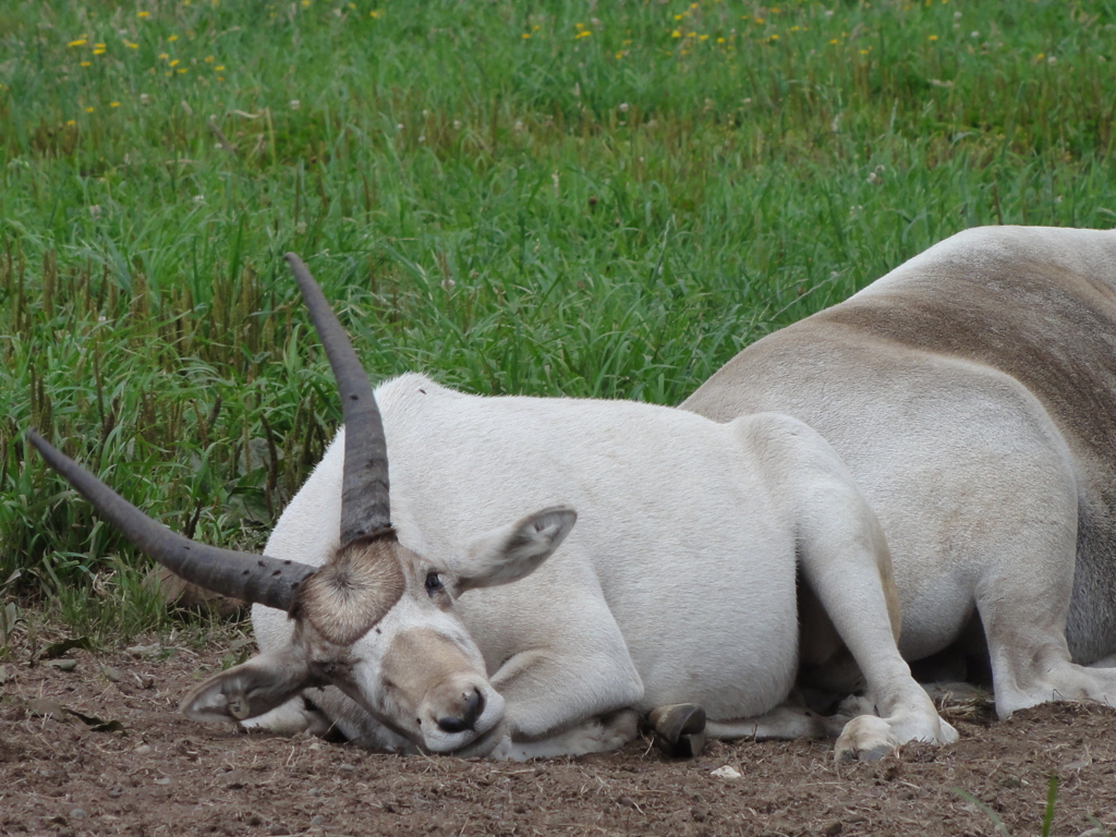Greater Vancouver Zoo #1