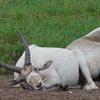 Greater Vancouver Zoo #1