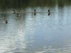 lake
