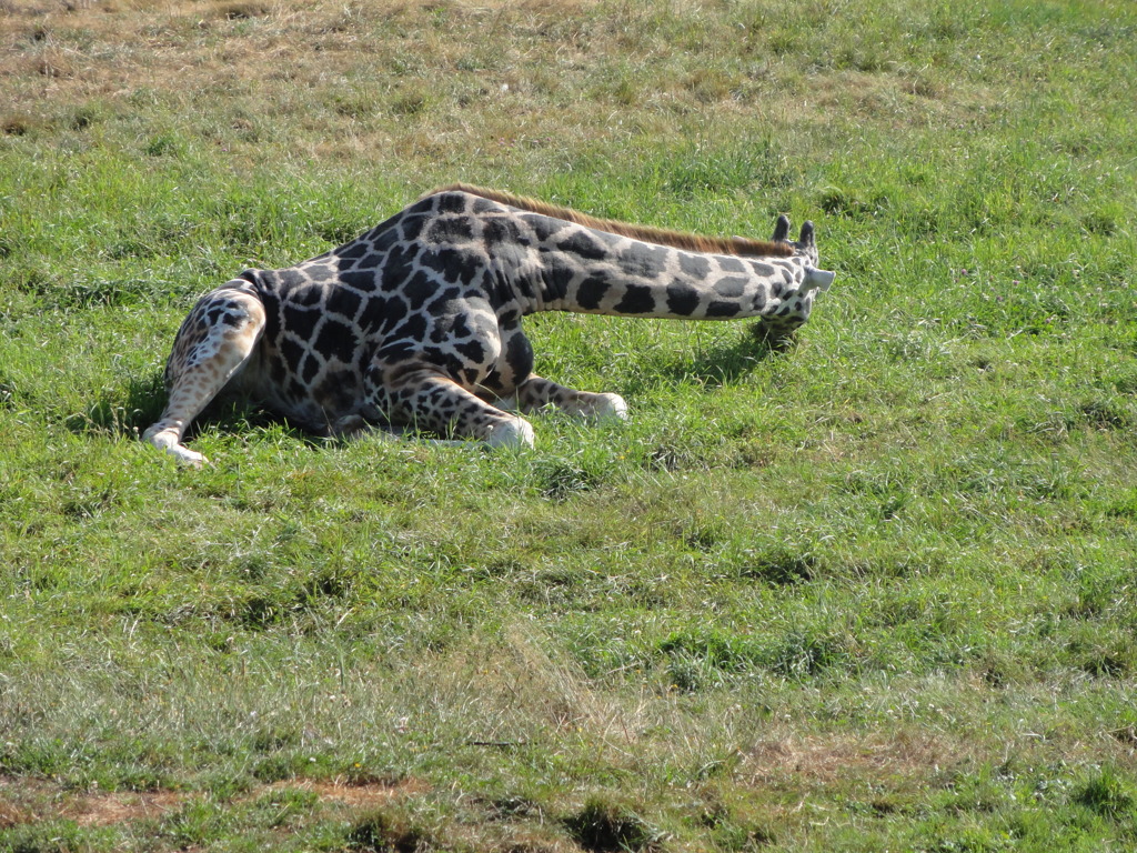 Greater Vancouver Zoo #6