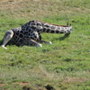 Greater Vancouver Zoo #6