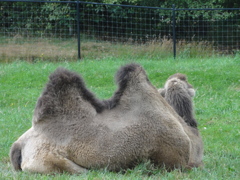 Greater Vancouver Zoo #9