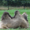 Greater Vancouver Zoo #9