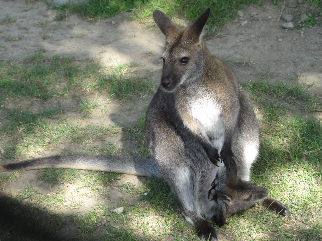Greater Vancouver Zoo #7