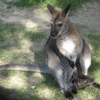 Greater Vancouver Zoo #7