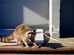 raccoon