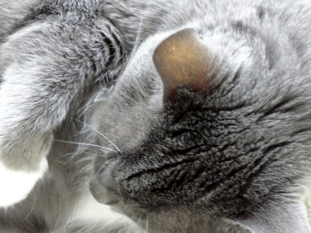 cat#2