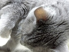 cat#2