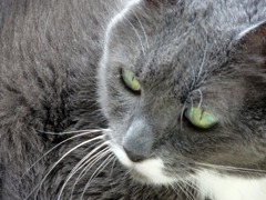 cat#1