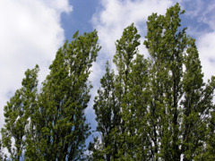 tree#7