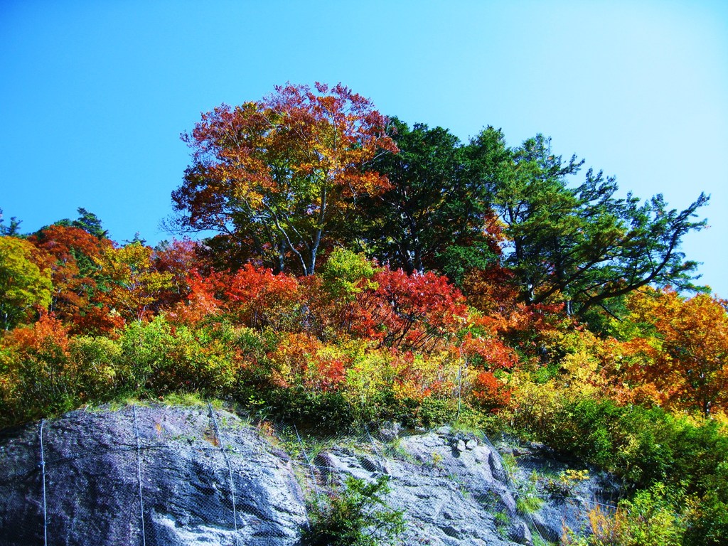 紅葉